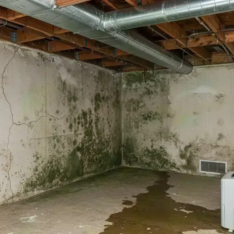 Professional Mold Removal in Jeffersontown, KY